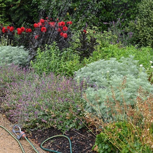 Target watering to specific plants. PHOTO: LINDA ROBERTSON