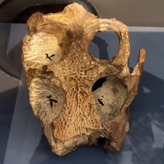 The skull of a crocdylomorph, ancestor of modern crocodiles.