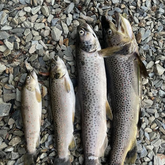 Dead trout recovered from Bullock Creek in Wānaka on Thursday last week. PHOTO: SUPPLIED / MASON...