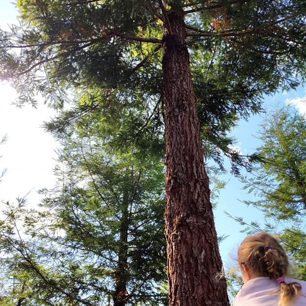 Brooke Cullen plays in a stand of redwood trees on her family farm in the Catlins. PHOTO: RACHEL...