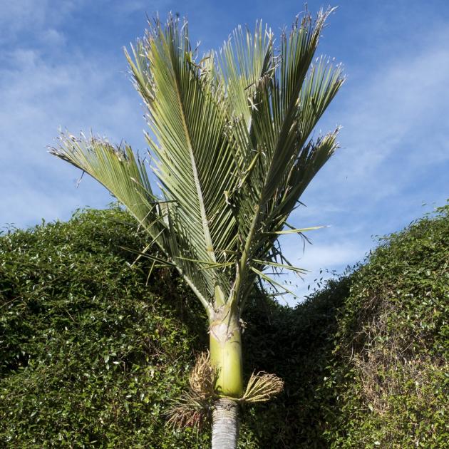 A mature nikau palm in Dunedin Botanic Garden. PHOTO: GERARD O’BRIEN