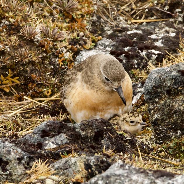 A southern New Zealand dotterel parent and chick. Photo: Craig Stonyer/Doc