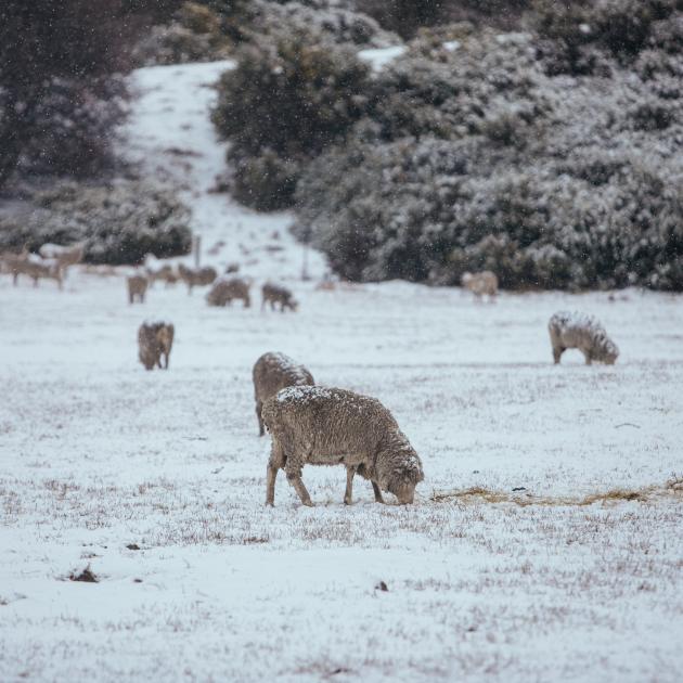 Sheep continue to graze in Frankton despite getting covered in snow. Photo: Rhyva van Onselen