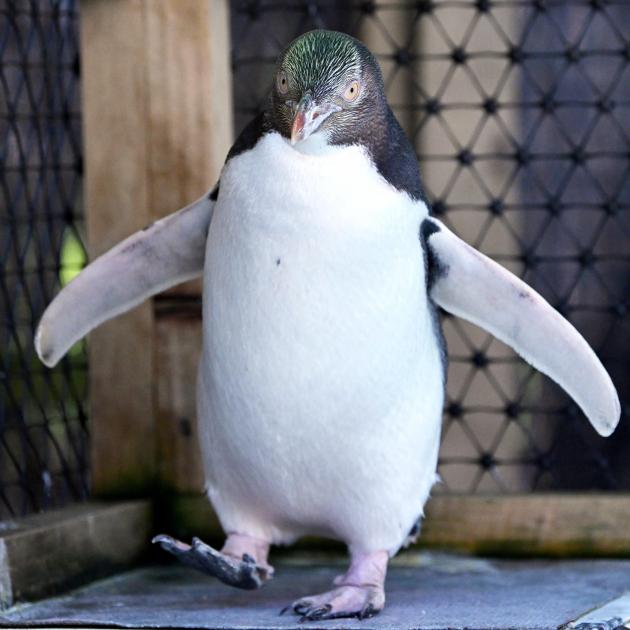 A yellow-eyed penguin, named Bird of the Year 2024, receives care at the Dunedin Wildlife...
