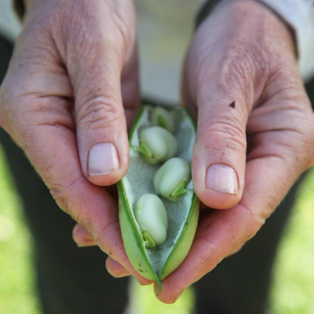 Broad beans should be ready to be harvested in the next few weeks. They make a great addition to...