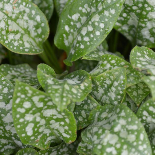 Pulmonaria — lungwort — at the Dunedin Botanic Garden. PHOTO: GREGOR RICHARDSON