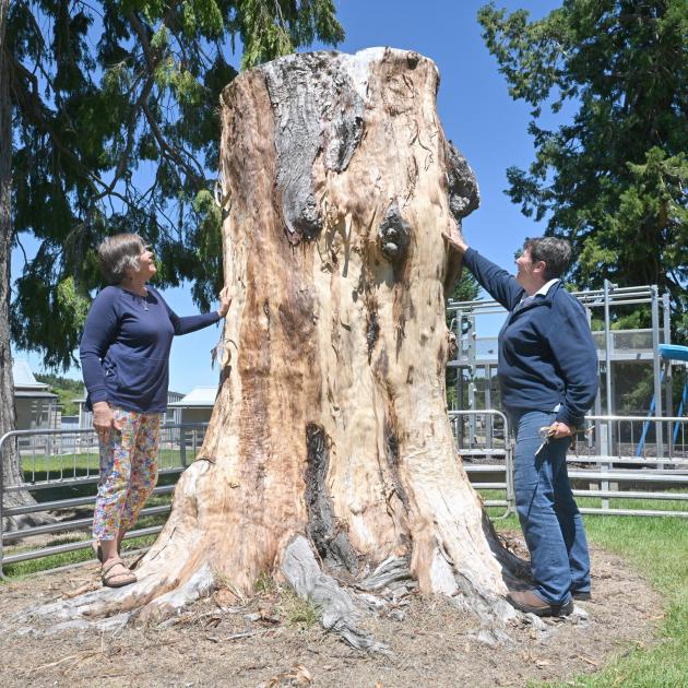 Checking out the Naseby playground tree stump which is about to be turned into a gold prospector...