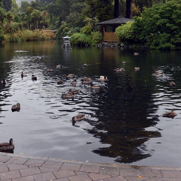 The incident happened at the Dunedin Botanic Garden duck pond. Photo: ODT Files