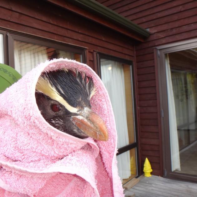 A Fiordland crested penguin found in the garden of a Waitati resident earlier this week. Photo:...