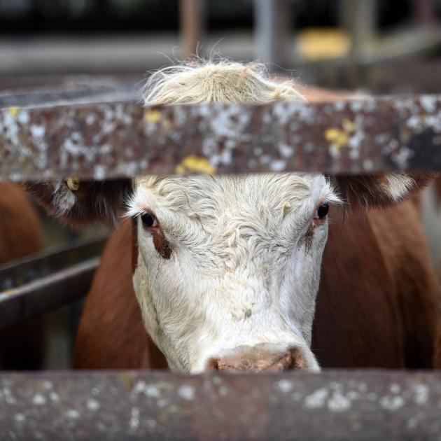 Beef demand has been bolstered by a shortfall in meat production in the United States. PHOTO:...