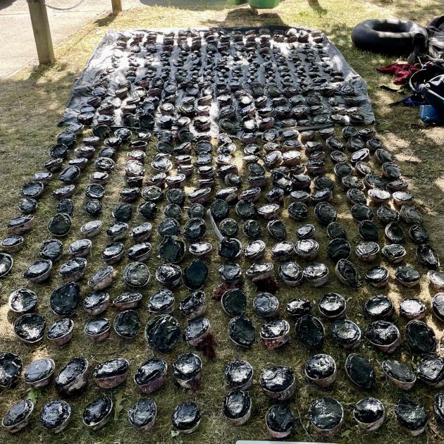Under-sized paua, such as those pictured, have cost a Frankton restaurant owner $18,000. PHOTO:...