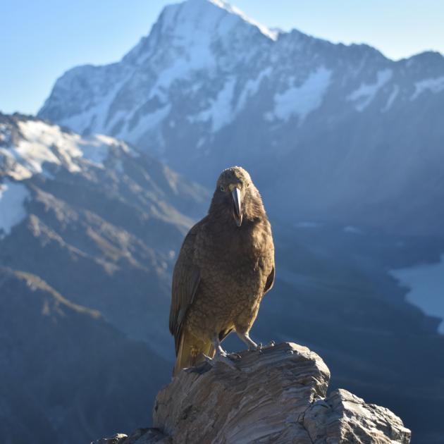 A kea spotted in front of Aoraki/Mt Cook. Photo: Getty Images 