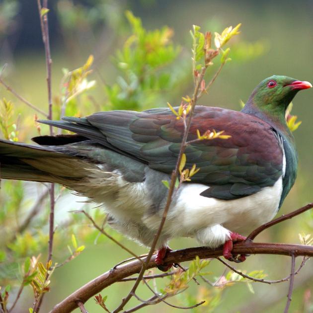 A Queenstowner’s advising people with large glass surfaces on their properties to implement bird...