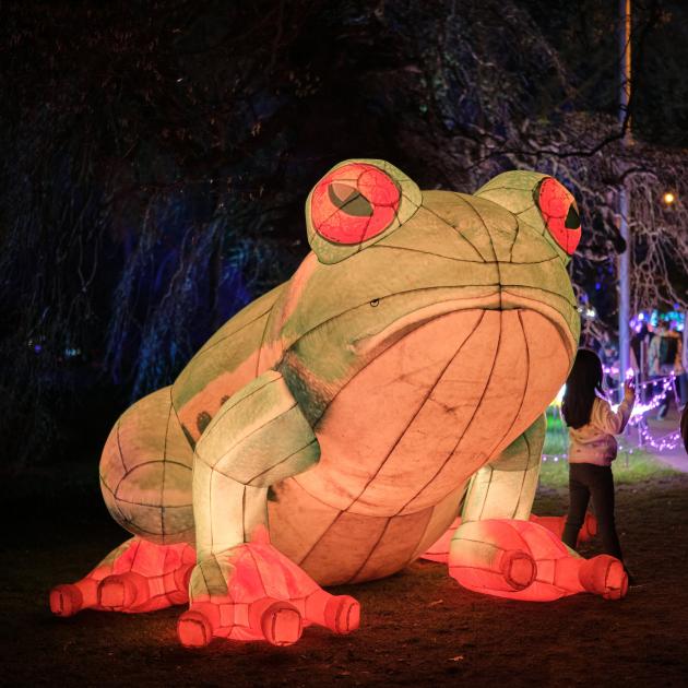 A bullfrog was part of the Illuminate Light and Sound Experience.