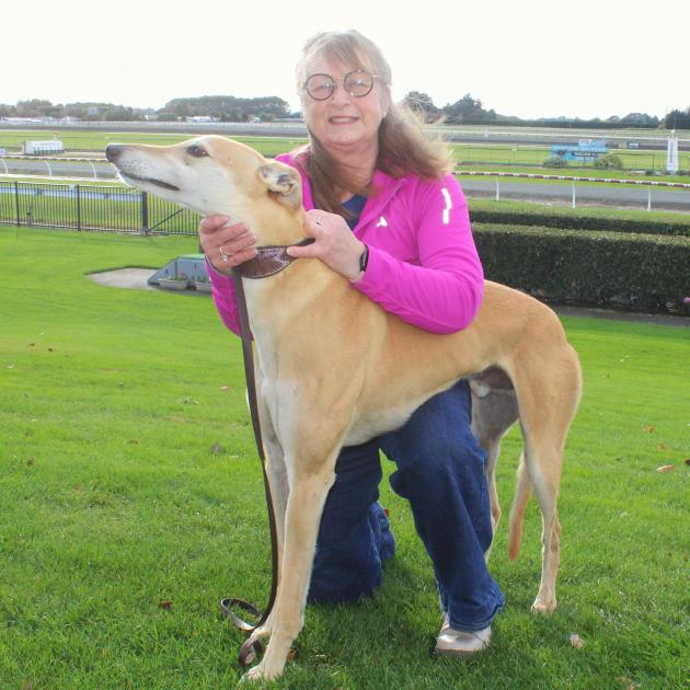 Retired 8-year-old greyhound racer Groot visits Ascot Park Raceway in Invercargill on Monday with...