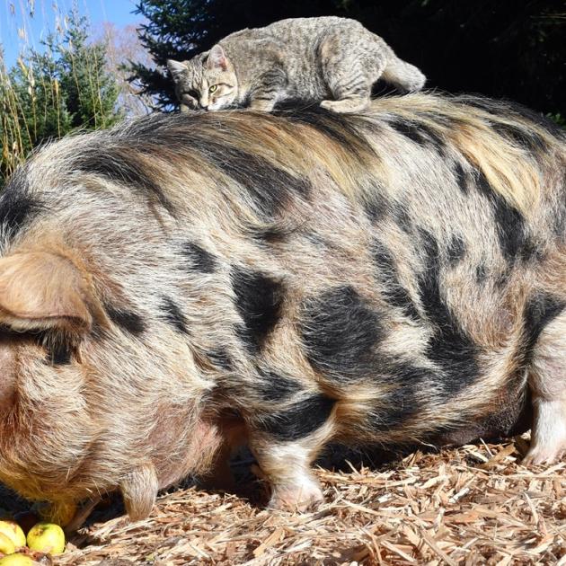 Piglet, the feral kitten, hitches a ride on Starsky, the kunekune pig, in Naseby. Photos: Stephen...