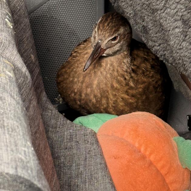 Ranger the weka at the end of his 300km drive. Photo: Supplied / Kim Ranger