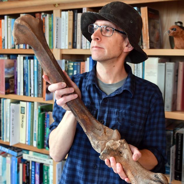 University of Otago paleogeneticist Associate Prof Nic Rawlence holds a moa bone extracted from...