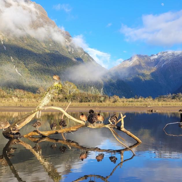 The Fiordland Marine Guardians will have to make sure brown teal are thriving in the beautiful...