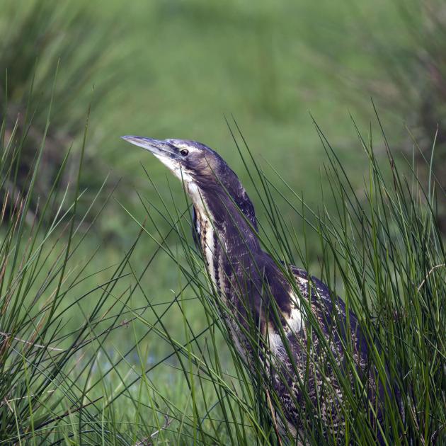 The Australasian bittern, or matuku-hūrepo, is critically endangered in New Zealand. PHOTO: SUPPLIED