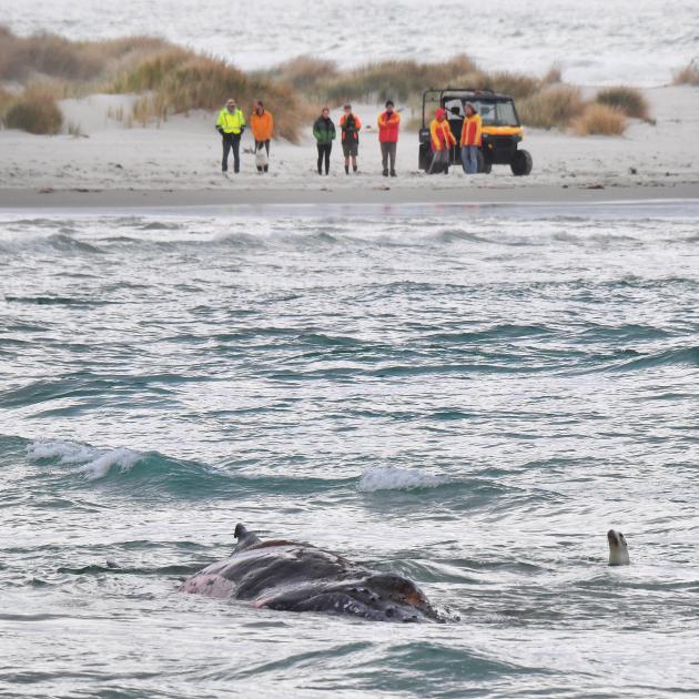 A curious seal pops out of the water to look at a stranded humpback whale on a sandbank at the...