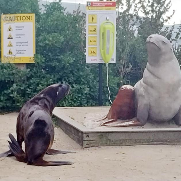 Last weekend, this sea lion bumped into "Mum" - the St Clair statue of the first pakeke to give...