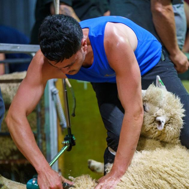 Mataura’s Dre Roberts shows his winning form in the senior shearing 12-sheep contest at the 60th...