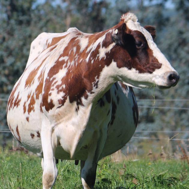 Aryshire cow Anglo Berk Ramada E9-9 is on offer at the Anglo stud reduction sale on May 7.


