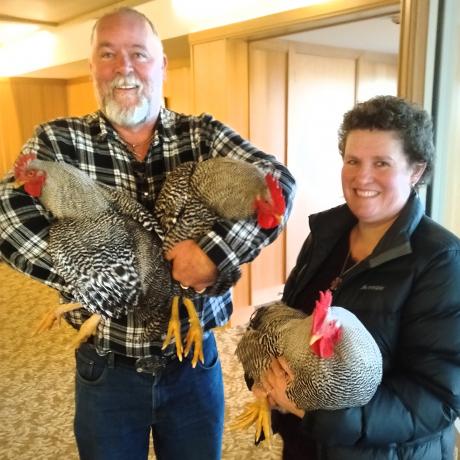 Bird fanciers Calvin Hooper and his wife Liz take these roving roosters to their new home. PHOTO:...
