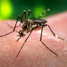 Zika is carried by mosquitoes. Photo: Reuters 
