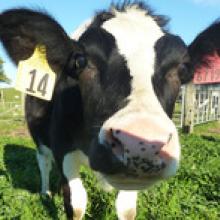 AgResearch scientists have bred Daisy, the first cow in the world to produce high protein milk that may be hypo-allergenic. Photo / Supplied AgResearch scientists have bred Daisy, the first cow in the world to produce high protein milk that may be hypo-al