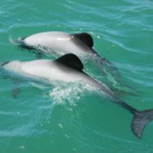 Maui's dolphins. Photo / Supplied