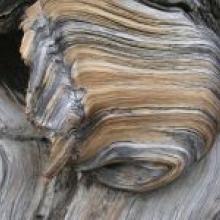 Layers and textures swirl on the bark of an ancient, gnarled bristlecone pine.