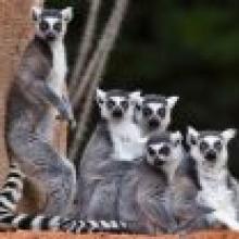 Ring-tailed lemurs