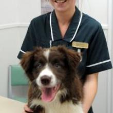 Dunedin South Veterinary Clinic veterinary nurse Emily Fraser hopes desexing kittens and puppies,  such as   11-week-old Border collie Journey, will help cut the population of strays in Tonga. Photo by Craig Baxter.