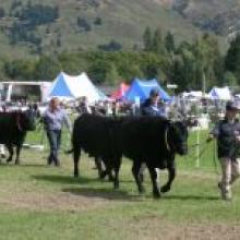Cattle and their handlers take part in the parade for the Upper Clutha A & P show. Photo by Marjorie Cook.
