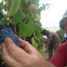 Viticulturist Grant Rolston picks pinot noir grapes at Quartz Reef winery.  Photo by Rosie Manins