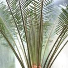Cycas revoluta 