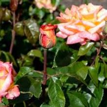 Rose cuttings can be taken from now. Photo: Linda Robertson