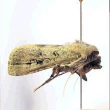 The bogong moth.  PHOTO: GERARD O'BRIEN