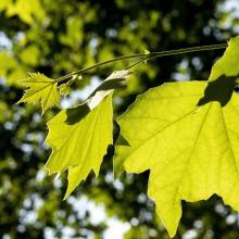 Sycamore