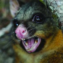 Possum