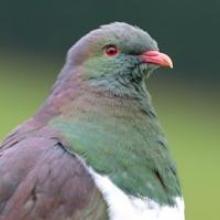 The kereru has been protected for over a century. Photo by Stephen Jaquiery