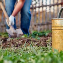 Green manure crops can be dug in now. Photo iStock/Getty