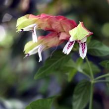 Justicia brandegeeana. Photo: Gregor Richardson.