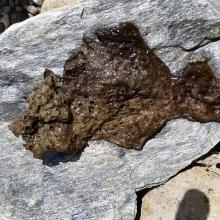 Phormidium has been confirmed in the lower Cardrona River. Photo ORC