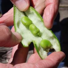 April is the traditional month to sow broad beans. Photo: Gillian Vine.