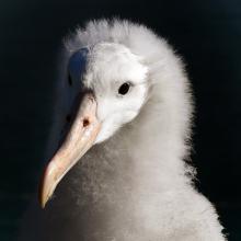 An albatross chick at Taiaroa Head albatross colony. Photo: Stephen Jaquiery.