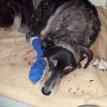 Lukey, a 10-year-old rough collie cross, recovers after surgery to repair injuries he sustained...