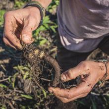 Comfrey's long tap root (up to 3m long) will pull up nutrient minerals from deep in the soil,...